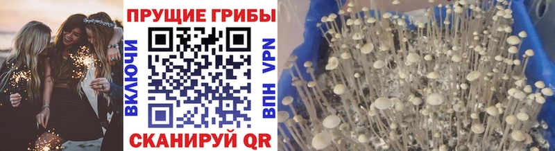 цена гидра ТОР Псилоцибиновые грибы Cubensis Челябинск
